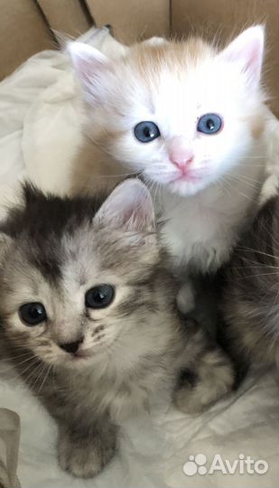 Котёнок с коротким хвостиком