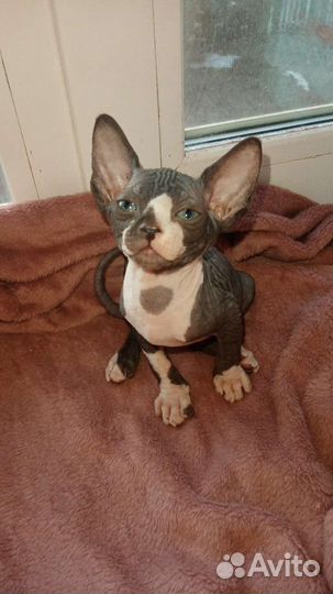 Канадский сфинкс