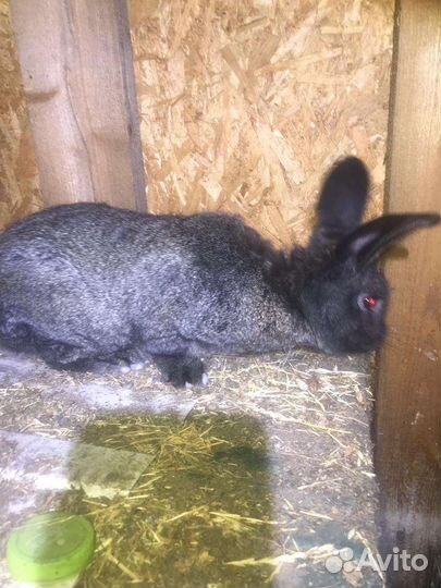 Кролик рабочий самец