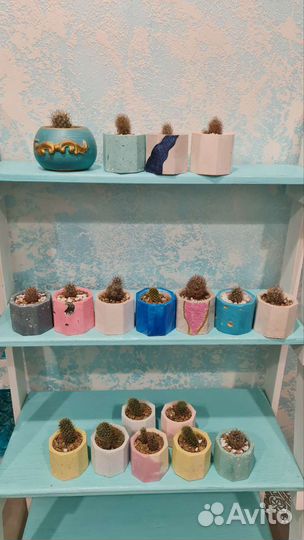 Цветущий кактус