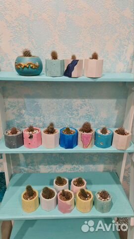 Цветущий кактус