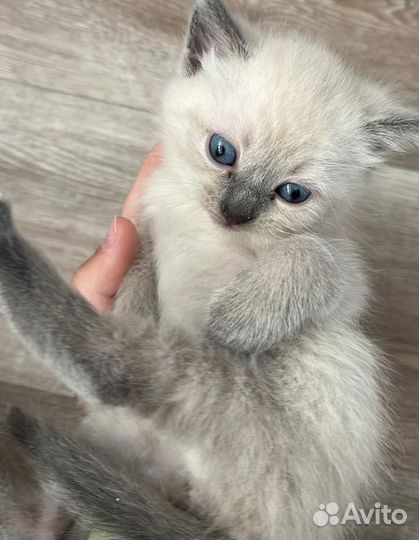 Сиамские котята