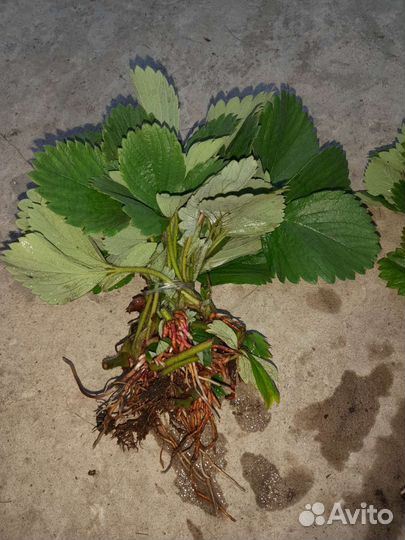 Клубника ремонтантная