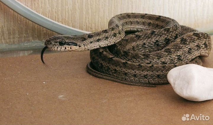 Узорчатый полоз