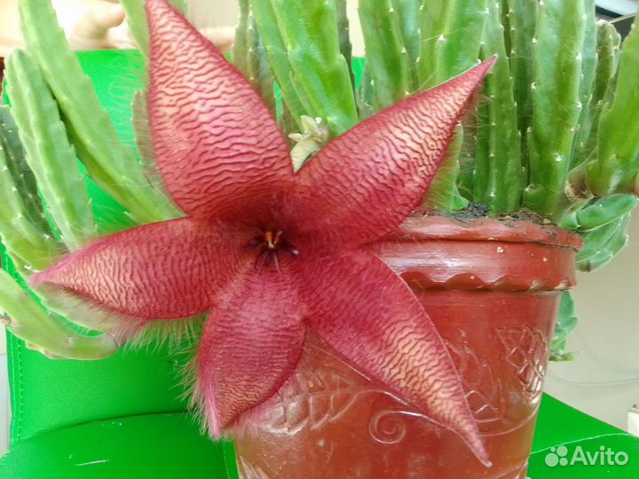 Стапелия грандифлора grandiflora