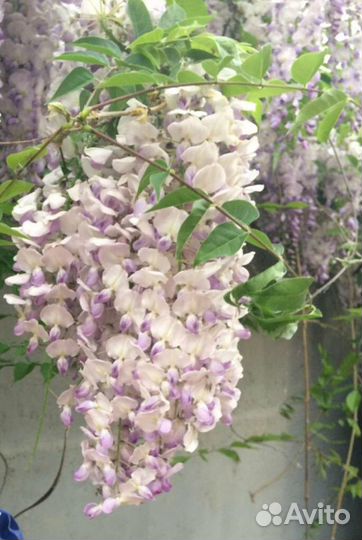 Глициния саженцы