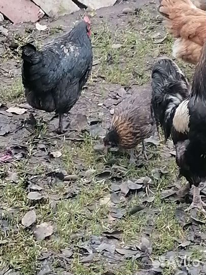 Куры молодки домашние