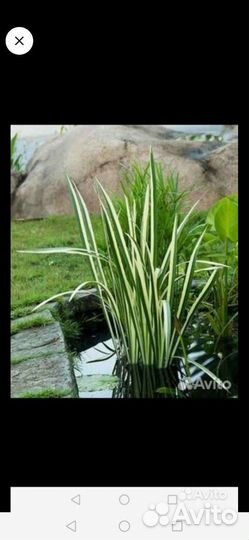 Цветы многолетние