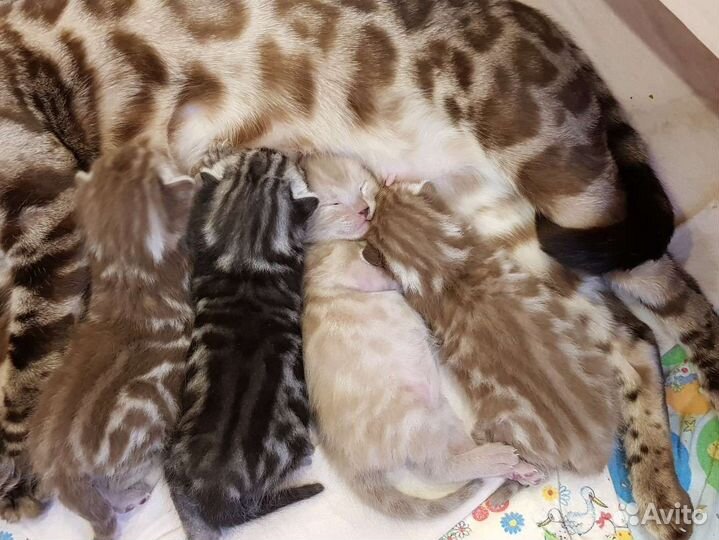 Бенгальские котята