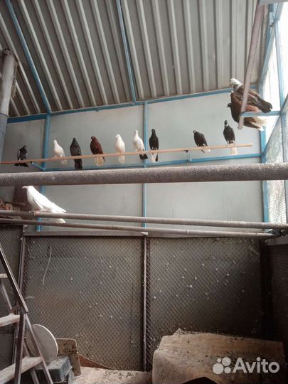 Продам голубей