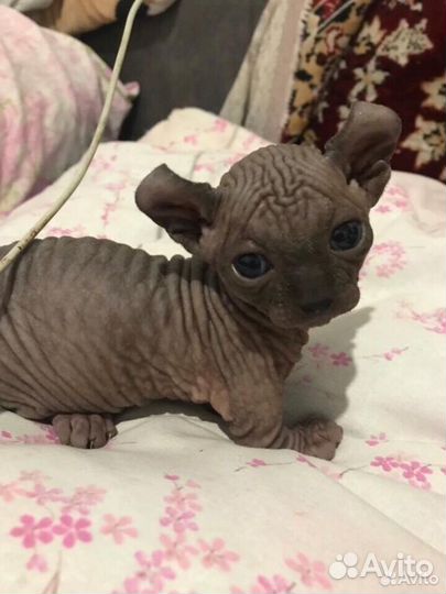 Канадский сфинкс эльф, двельф