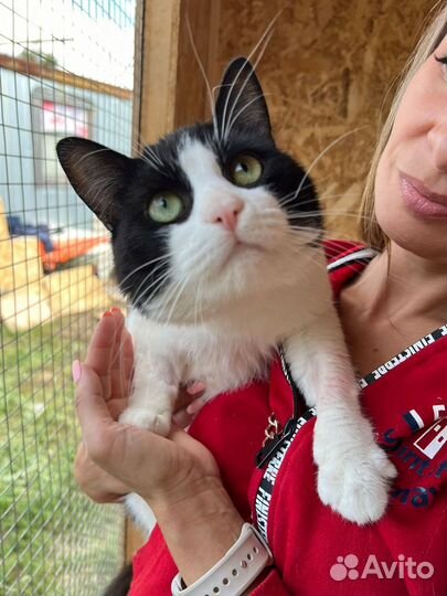 Барон.Красавец кот.Приют Некрасовка. В дар