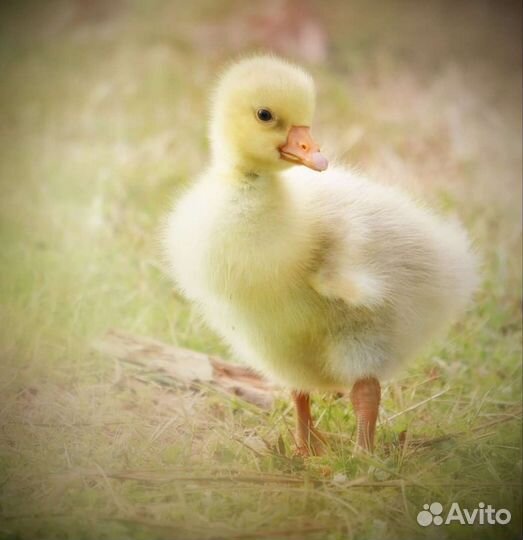 Утята и гусята. Яйца куриные, гусиные, утиные