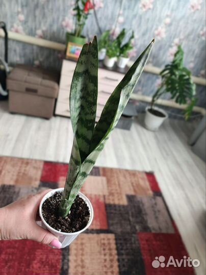 Комнатные цветы