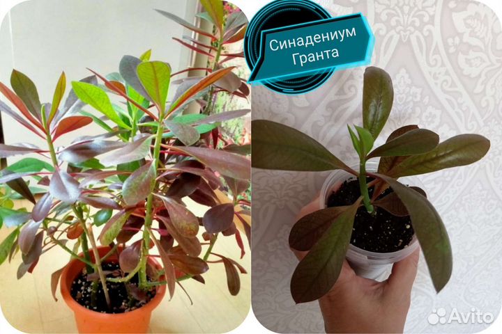 Растения