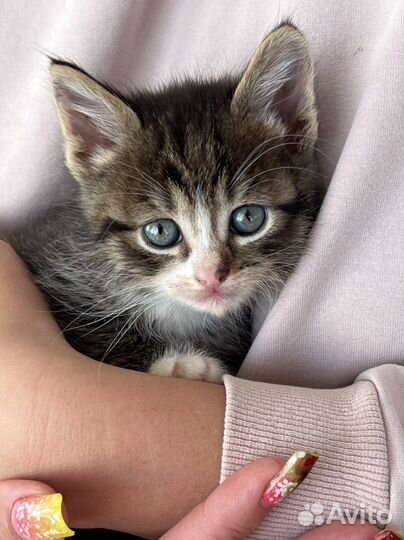 Котенок от сибирской кошки