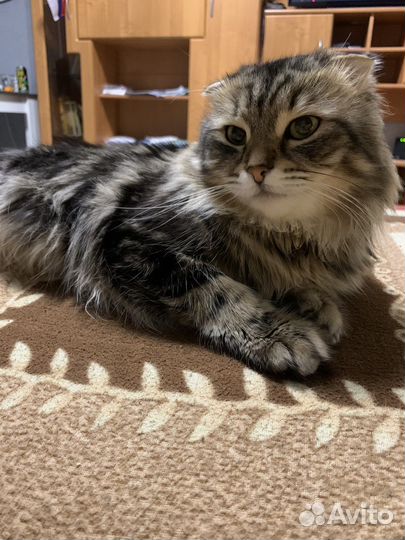 Кот для вязки