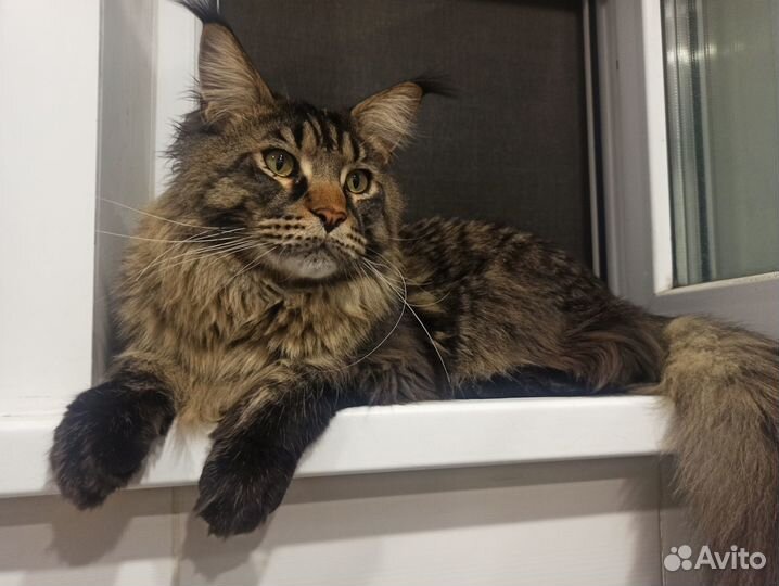 Передержка для Кошек и Котов (котоотель)