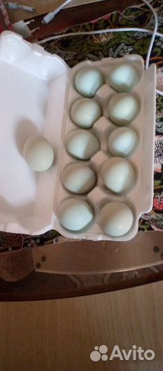 Яйцо. от кур амераукан