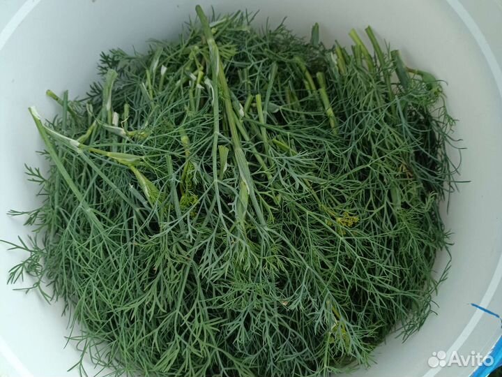 Укроп свежий
