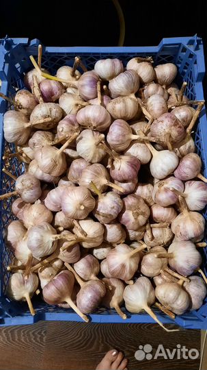 Продам чеснок
