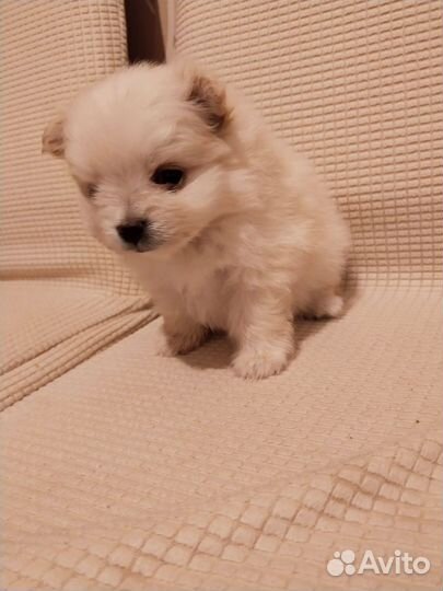 Малый немецкий шпиц щенки