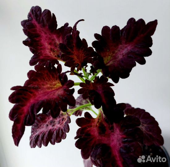 Колеус Блэк дракон