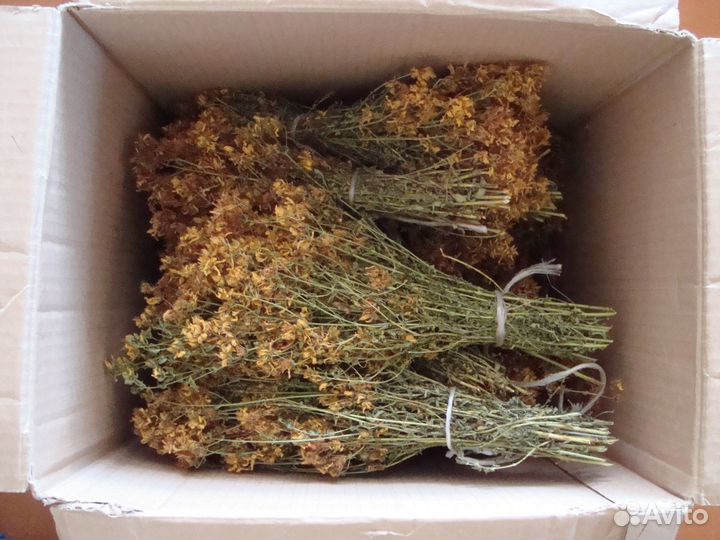 Лекарственные травы и плоды