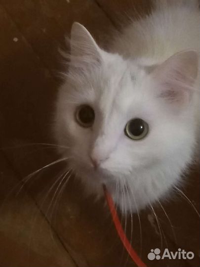 Кошка в добрые руки