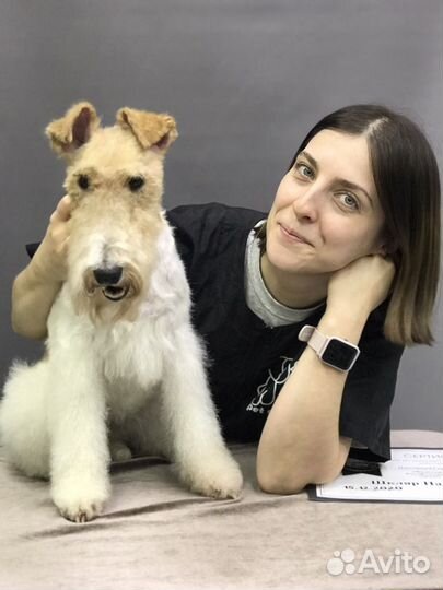 Стрижка собак, пр. Гагарина