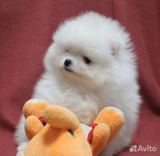 Щенки померанского шпица