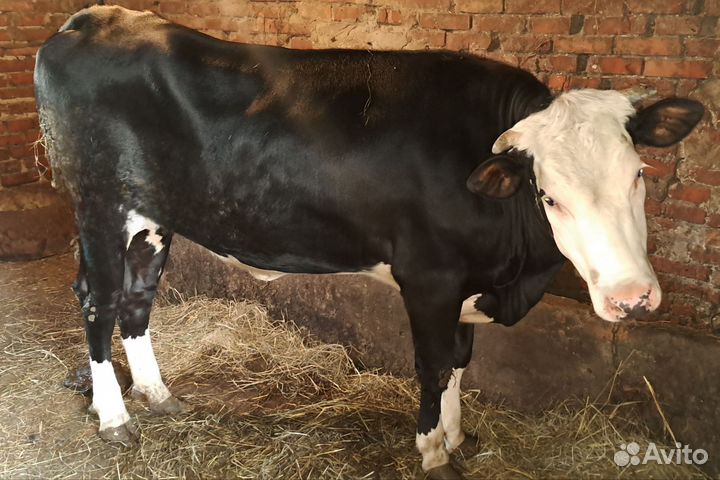 Корова телка