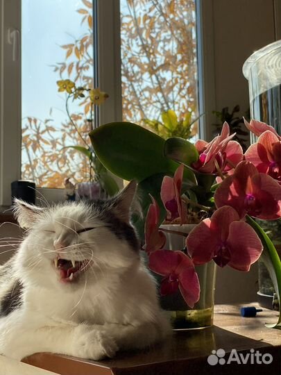 Передежка животных