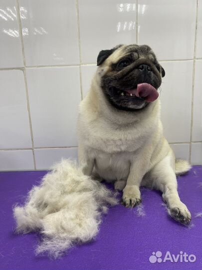 Груминг, вычесывание собак, экспресс линька