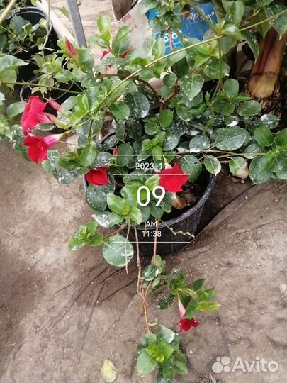 Бугенвилия