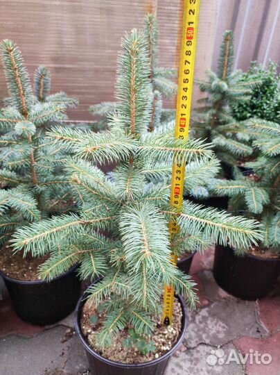 Ель колючая глаука саженцы