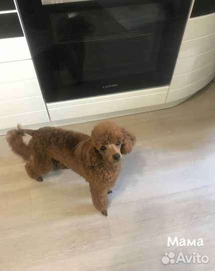 Той-пудель девочка