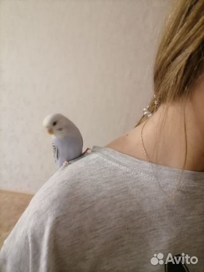 Волнистый попугай