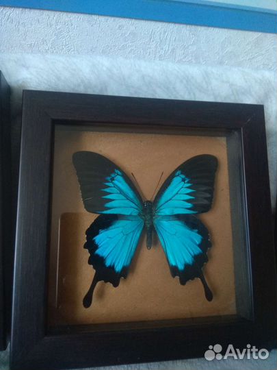 Сувенирная рамка с бабочкой