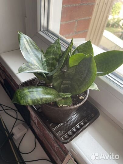 Сансевиерия ханни