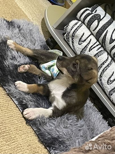 В очень добрые ручки очень замечательного ребенка