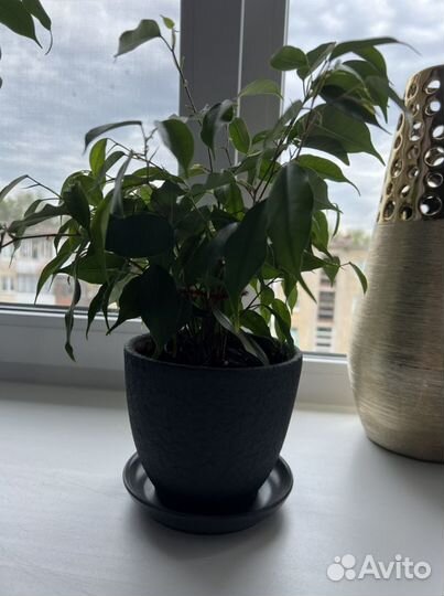 Фикус Бенджамина