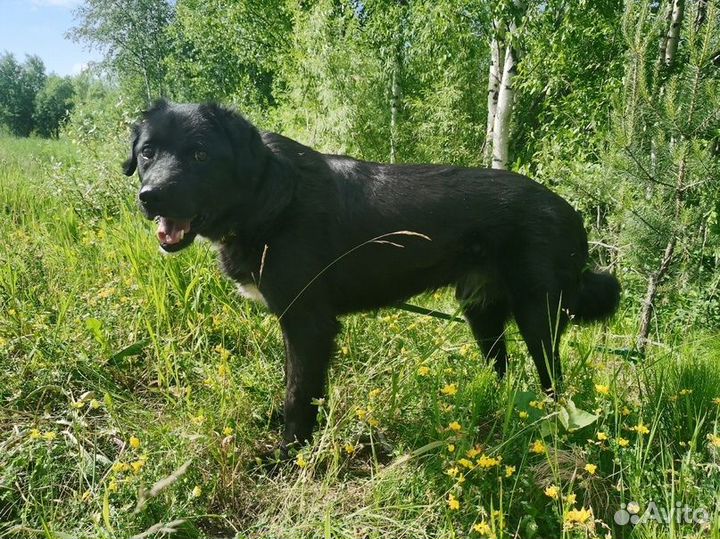 Пёс Люцик в отлове