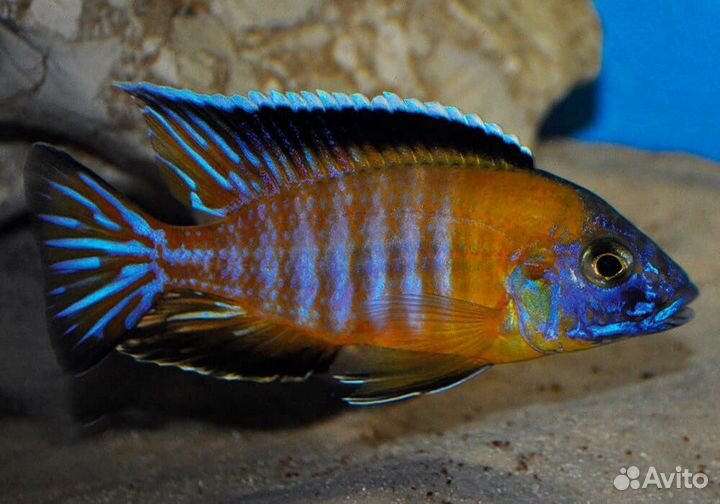 Цихлида Аулонокара Стивена (Стевени)