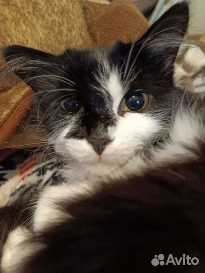 Кошечка в добрые руки