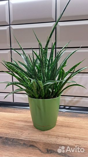 Сансевиерия Фернвуд Микадо