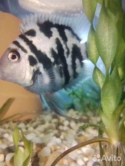 Сапфировый попугай нерестовый