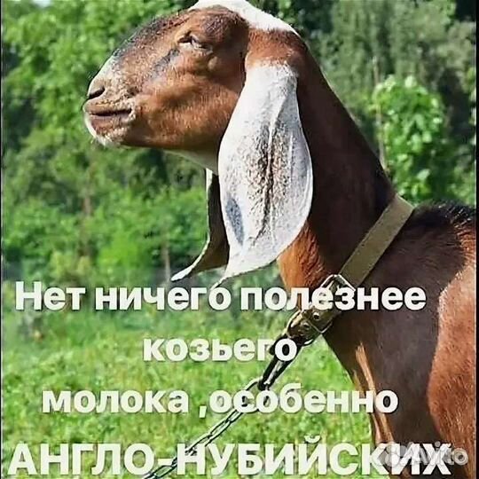 Козье молоко, сыр, творог на заказ