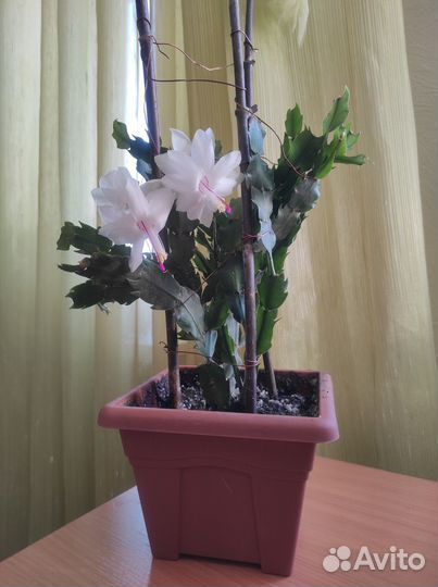 Комнатные растения