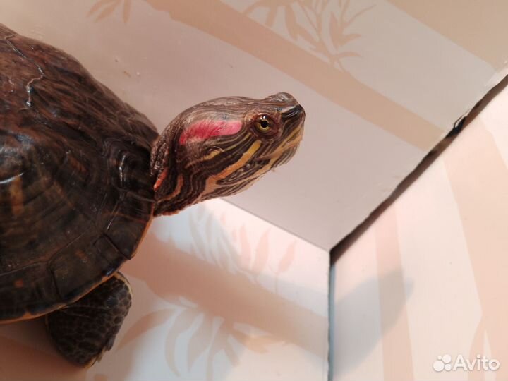 Красноухая черепаха